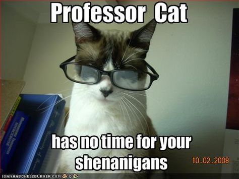 professor cat Library Cat, Teaching Humor, Kitten Meowing, Raining Cats And Dogs, Pet Kitten, Kittens Funny, Funny Cat Memes, Cat Person, Animal Quotes