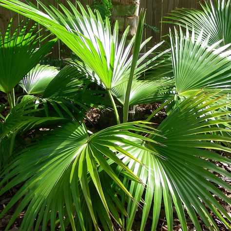 Livistona Chinensis, Chinese Fan Palm, Indoor Palm Trees, Indoor Palms, Privacy Plants, Chinese Fan, Outdoor Trees, Fan Palm, Palm Plant