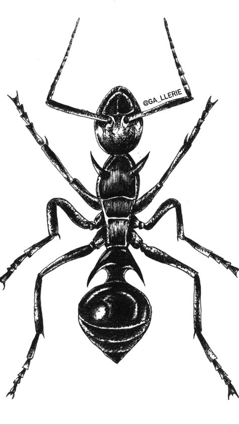 Ants Drawings, Ant Graphic, Ant Drawing, Ant Tattoo, Punk Logo, Zine Ideas, Ant Art, Ant Hill, Insect Tattoo