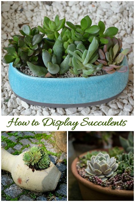 Tips for displaying succulents. Click through for some creative ideas. Succulent Container Ideas, Care For Succulents, Succulent Outdoor, Succulent Display, Succulents For Sale, Container Ideas, Backyard Flowers, Propagating Succulents, Growing Succulents