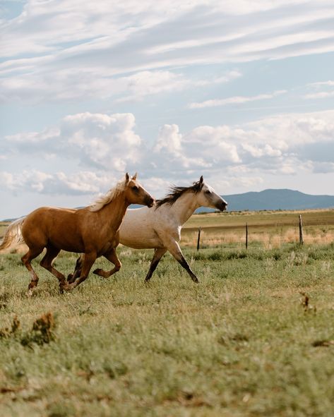 Horses have always been at the center of my roots and have shaped me to be who I am today…. Always forever grateful for the lessons I’ve learned from being able to be a part of this way of life. #longlivecowboys #cowboys #westernwayoflife #longlivethecowboy #cowgirls #westernlifestyle #agriculture #supportsmallfarms #cowboying #wildhorses #runninghorses Retreat host @sshyphotography 2 Horses Together, Horse Pasture, Horses Grazing, Horses Running, Horse Photo, Victorian Paintings, Farm Lifestyle, Always Forever, Cowgirl And Horse