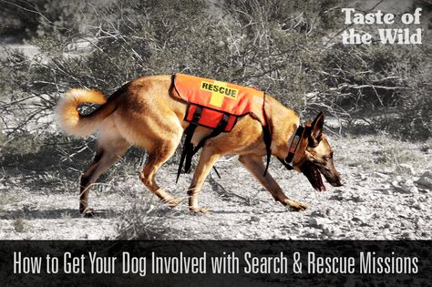 To become a SAR dog, both animal and handler must go through rigorous training that puts their intelligence, agility, stamina and determination to the test. Search Dog, Teacup Pug, Dog Journal, Search And Rescue Dogs, Dog Hero, Dog Sports, Dog Nose, Dog Search, Wolf Pictures