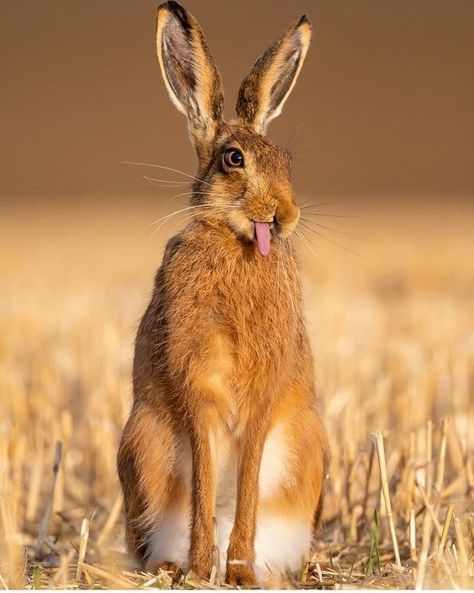 Hare Pictures, Animal Close Up, Hare Painting, Arte Doodle, Jack Rabbit, Bunny Pictures, Pretty Animals, Your Opinion, Unique Animals