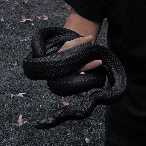 Pretty Snakes, Snake Wallpaper, Cute Reptiles, Cute Snake, Beautiful Snakes, Pet Snake, Slytherin Aesthetic, Aesthetic People, Black Snake