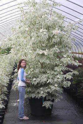 Cornus Kousa Dogwood-Summer Fun with it's green and white summer foliage Cornus Kousa, Conifers Garden, Planting Plan, Specimen Trees, Outdoor Gardens Design, Home Landscaping, White Gardens, Garden Trees, Plant Nursery