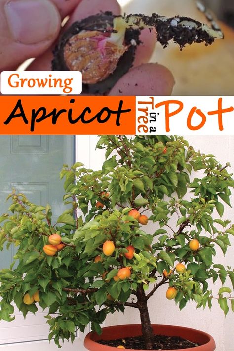 Having an Apricot tree in your garden is the best way to enjoy its flavorful fruits! Learn How to Grow Apricot from Seeds in this article! How To Eat Apricot Seeds, Apricot Seed Planting, Apricot Tree How To Grow, Growing Apricots From Seed, How To Grow Apricots From Seed, Apricot Seeds How To Eat, Apricot Seeds Benefits, Homesteading Knowledge, Greenhouse Addition