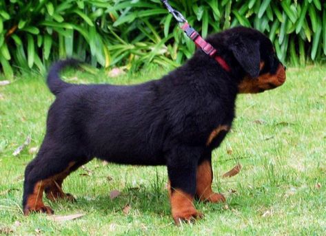 Rottweiler Temperament, German Rottweiler Puppies, Rottweiler Facts, German Rottweiler, Rottweiler Puppies For Sale, German Dog Breeds, Puppy Mix, Lovers Photo, Rottweiler Breed