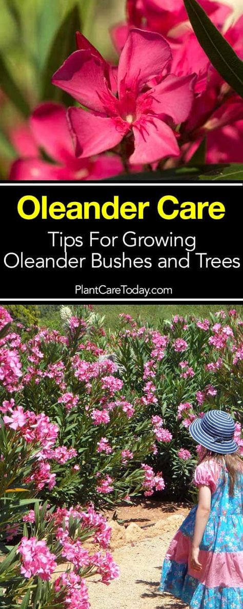 Oleander (Nerium oleander) is an ornamental shrub with attractive characteristics from flower to stems. Here are tips in growing Oleander... [LEARN MORE] Oleander Nerium, Landscape Planters, Oleander Plants, Backyard Hacks, Urban Gardening Ideas, Nerium Oleander, Patio Gardening, Diy Container Gardening, Fall Gardening