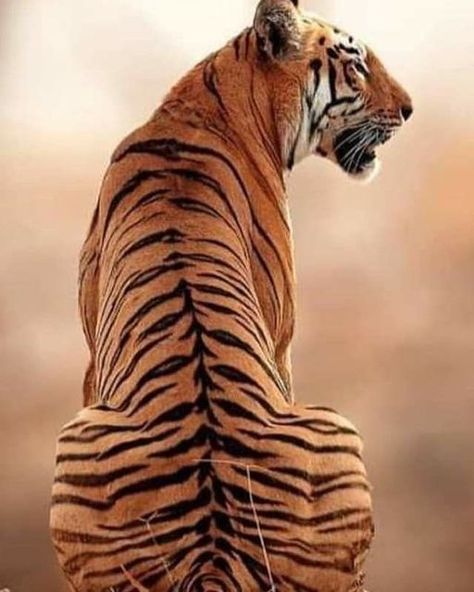 Tigers Love on Instagram: "How beautiful is this? Rate 1/10! Follow us for daily tiger updates👉@tigersdailylove ! Tag a Tiger Lover! DM for credit / removal! #wildlife #wildlifephotography #wildlifeonearth #tiger #tigertiger #tigerking #tigerlover #tigers #tigerfanworld #tigercat #tigershop #tigerloversclub #tigerlovers #tigerlover" Tigre Aesthetic, Tiger Reference Photo, Tiger Reference, Tiger Walking, Tiger Photography, Lion Photography, Cat Anatomy, Tiger Pictures, Wild Animals Pictures