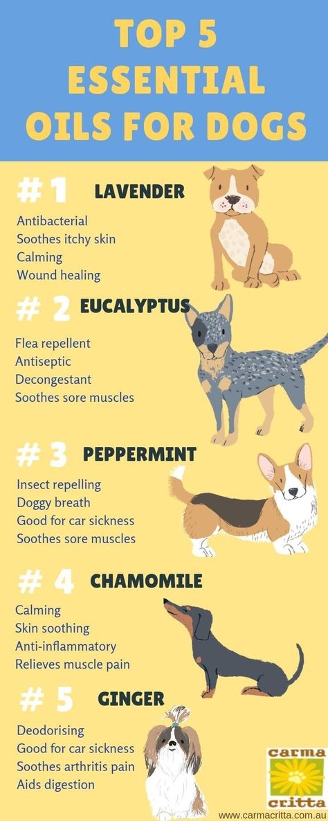 Essential Oils Good For Dogs, Essential Oils For Puppies, Calming Essential Oils For Dogs, Essential Oil For Itchy Dog Skin, Pet Friendly Essential Oil Blends, Oils For Dogs Itchy Skin, Essential Oils For Dogs Odor, Essential Oils And Dogs, Essential Oils For Dogs Itching