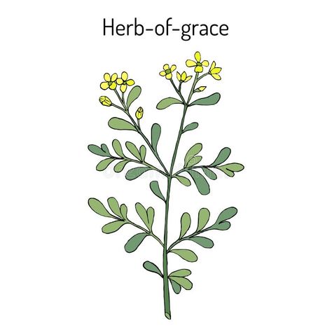 Herb-of-grace Ruta Graveolens , or Common Rue, Medicinal Plant Stock Vector - Illustration of remedy, grow: 146835730 Rue Tattoo, Herb Tattoo, Ruta Graveolens, Botanical Vector, Grace Tattoos, Project Cover, Plant Sketches, Plant Tattoo, Light Project