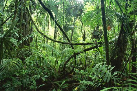 African jungle | Grass, Steroids, and Perseverence | The New Authors Fellowship Corcovado National Park, African Jungle, Alien Encounters, Jungle Forest, Jungle Scene, Life List, Jungle Green, Welcome To The Jungle, Biome