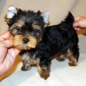 How Big Do Teacup Yorkies Get? The Expected Size of a Full-Grown Teacup Yorkie - Yorkie Passion Yorkie Haircuts, Yorkshire Terrier Teacup, Yorkies For Sale, Teacup Yorkie Puppy, Yorkie Puppy For Sale, Yorkie Puppies, Teacup Yorkie, Yorkshire Terrier Puppies, Terrier Puppies