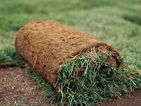 How to Lay Sod How To Lay Sod, Grass Rolls, Sod Installation, Healthy Lawn, This Old House, Casa Exterior, Gardening Gloves, Garden Care, House Landscape