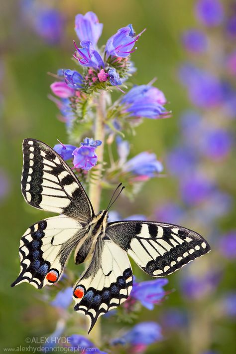 Butterfly Inspiration, Flying Flowers, Capture The Moment, Swallowtail Butterfly, Butterfly Photos, Beautiful Bugs, Butterfly Pictures, Butterfly Kisses, Airbrush Art