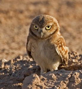 Pictures of Burrowing Owl Burrowing Animals, Desert Owl, Owl Habitat, Salton Sea California, Watermelon Jello, Owl Facts, Owl Species, California Nature, Burrowing Owl