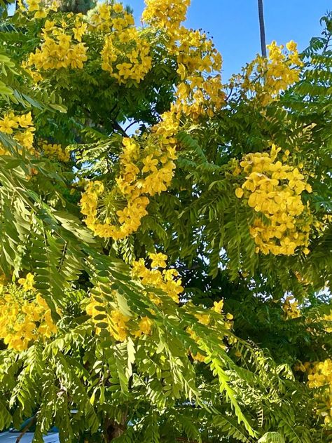 Cassia leptophylla or Medallion Tree | Online Flower Garden Cassia Tree, Tropical Tree, Southern California, Flower Garden, Landscaping, Brazil, Trees, California, Texture