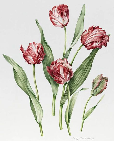 Yandex.Images: search for similar images Botanical Tulip, Pink Parrot, Tulip Drawing, Parrot Tulip, Tulip Painting, Tulips Art, Parrot Tulips, Pink Painting, Giclee Painting