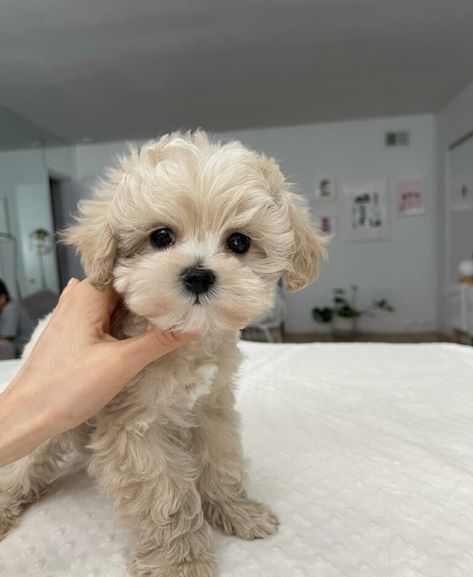 Long Haired Chihuahua Puppies, Teacup Maltipoo, Teacup Poodle Puppies, Micro Teacup Puppies, Teacup Yorkies, Maltipoo Puppies For Sale, Teacup Poodle, Aesthetic Animals, Maltipoo Puppies