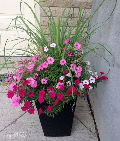 Lemongrass replaces the dracaena in an outdoor arrangement. Then, pump up the color with more annual flowers for sunny containers. #containergardening #gardening Full Sun Planters, Plants For Full Sun, Full Sun Container Plants, Gemüseanbau In Kübeln, Dracaena Plant, Container Garden Design, Full Sun Plants, Container Gardening Flowers, Flower Pots Outdoor