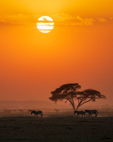 Stepping into the wild heart of Kenya is like being transported into a real-life wildlife documentary. From the vast savannas to the breathtaking sunsets, every moment on a Masai Mara safari is unforgettable. 🦓 📷 : Hao Jiang / 500px Masai Mara Safari, Amboseli National Park, Peaceful Sunset, Fin Whale, Kenya Safari, Masai Mara, Blue Whale, Large Animals, Africa Travel