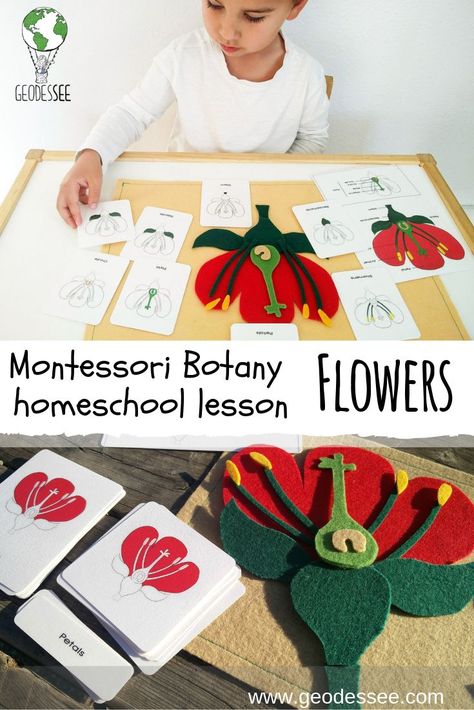 Montessori Botany: Flowers - Geodessee The subject of countless poems and stories the world over flowers have been admired since the dawn of man. They enchant with their beauty, sweet fragrance, and vibrant colors. They help make nature a prismatic bliss to the senses. No lesson on botany would be complete without them. #montessori #botany #gardening #kidsactivities Botany Quotes, Medicinal Botany, Botany Drawings, Botany Tattoo, Botany Journal, Botany Aesthetic, Botany Painting, Montessori Botany, Botany Lessons