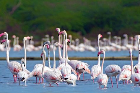 MANNAR, Sri Lanka — With reddish-pink, brushstroke-like smudges on its wings, legs and large downward-curved beak, the greater flamingo is a stunning bird to watch, particularly in flight as part of a large flock. One such flock, numbering about 5,000 greater flamingos (Phoenicopterus roseus), stopped over at the Mannar wetland, a Ramsar site, in northern […] Greater Flamingo, Flying Drones, Migratory Birds, Wildlife Conservation, Environmental Science, Drone Photography, In Flight, Flocking, Sri Lanka