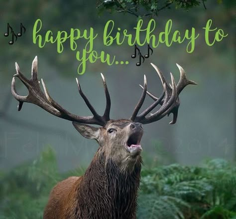 Happy birthday images with Deer Happy Birthday Hunting, Happy Birthday Wishes For Him, Happy Birthday Animals, Funny Happy Birthday Images, Funny Happy Birthday Pictures, Hunting Birthday, Birthday Wishes For Him, Funny Happy Birthday Wishes, Birthday Greetings Friend