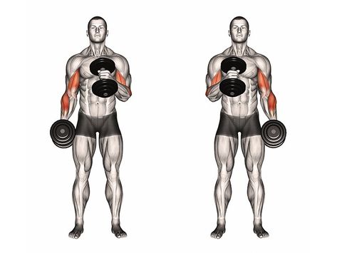 Hammer Curls vs. Bicep Curls: Which One Builds Bigger Arms? - Old School Labs Upper Body Workout Gym, Workouts Videos, Thursday Workout, Biceps Curl, Dumbbell Bicep Curl, Reverse Curls, Huge Biceps, Arm Curls, Workout Split