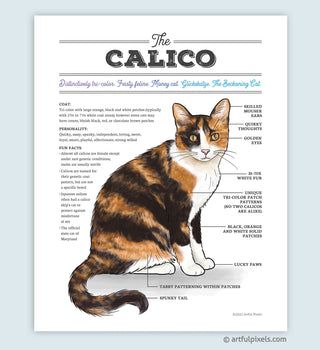 Calico Aesthetic, Calico Cat Tattoo, Calico Cat Personality, Calico Cat Drawing, Cat Diagram, Calico Cat Art, Cute Calico Cat, Cat Personality, Calico Kittens