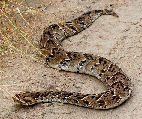 Adder Snake, Puff Adder, Black Mamba Snake, Venomous Animals, Poisonous Snakes, Venomous Snakes, Snake Wallpaper, Africa Wildlife, Snake Venom