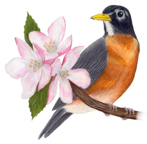 Michigan State Bird | Michigan State Bird and Flower: American Robin / Turdus migratorius ... Mailbox Painting, Bird Cupcakes, Quilling Birds, Batik Diy, Johnny Jump Up, State Flowers, Black Bird Tattoo, American Robin, Bird And Flower