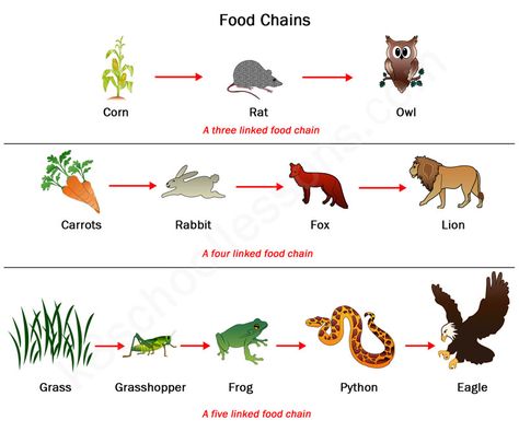 Examples for Food Chains Food Chains Anchor Chart, Food Chain Diagram, Simple Food Chain, Food Chain Game, Science Food Chains, Food Chain Activities, Food Chain Worksheet, Food Web Worksheet, Owl Food