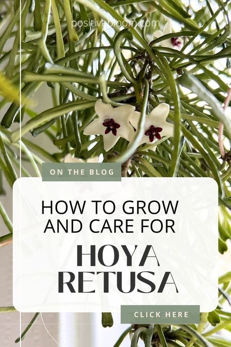 Here’s all you need to know about the Hoya retusa. Learn how to maintain and propagate this Hoya, and check some common issues and how to fix them. Hoya Retusa, Peperomia Plant, Alocasia Plant, Calathea Plant, Prayer Plant, Thriving Garden, Pothos Plant, Jade Plants, Monstera Plant