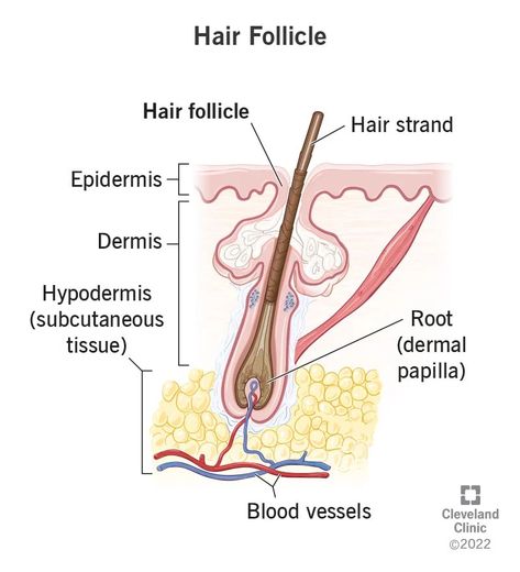 Hair Follicle: Function, Structure & Associated Conditions Hair Under Microscope, Best Clarifying Shampoo, Hair Science, Subcutaneous Tissue, Skin Aesthetics, Hair Growth Cycle, Blemish Remover, Hair Regimen, New Hair Growth