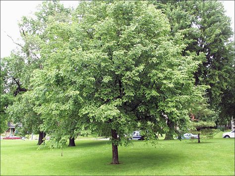 Ironwood Tree, Flagstone Path, Tree Identification, Yard Care, Landscape Design Plans, Tree Seeds, Landscape Fabric, Landscape Plans, Landscaping Tips