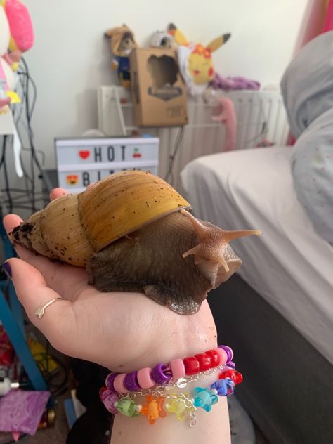 Pet Bugs, Giant African Land Snails, Giant Snail, Pet Snails, Mushroom Plant, Snails In Garden, Most Beautiful Animals, Arthropods, Granola Girl