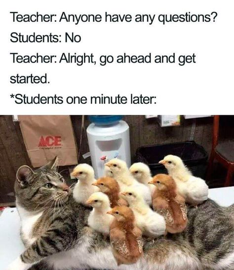 Funny Teacher Memes That Made Us Laugh More Than We Should Teacher Sayings, Teacher Memes Funny, Prek Teacher, Teacher Memes, Teacher Jokes, Remote Learning, Book Report, School Memes, Humor Grafico