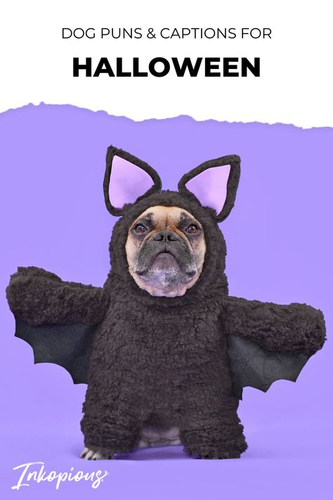 Dog puns and captions for Halloween Halloween Captions For Instagram, Dog Instagram Captions, Dog Phrases, Halloween Captions, Halloween Puns, Dog Puns, Small Gathering, Instagram Dog, Halloween Dog