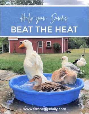 Tips to Help Your Ducks Stay Cool This Summer - Fresh Eggs Daily® Duck Habitat Backyard, Duck Habitat, Keeping Ducks, Male Duck, Duck Stuff, Backyard Ducks, Duck Coop, Raising Ducks, Pet Ducks