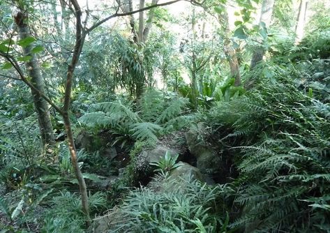 Container Gardening Shade, Dicksonia Antarctica, Asplenium Nidus, Shaded Garden, Fern Garden, Shade Garden Design, Native Gardens, Australian Native Garden, Ferns Garden