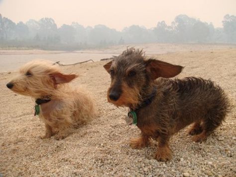 Wire Haired Dachshund, Love My Dog, Weenie Dogs, Dachshund Puppies, Dachshund Love, Dog Beach, Weiner Dog, Wiener Dog, Scottish Terrier