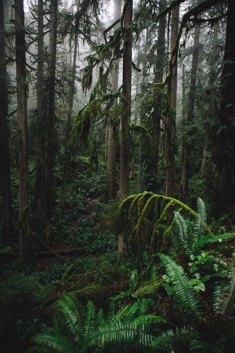 Country Side Aesthetic, Lycoris Radiata, Nature Reference, Dark Naturalism, West Vancouver, Plant Aesthetic, Winding Road, Country Side, Forest Photography