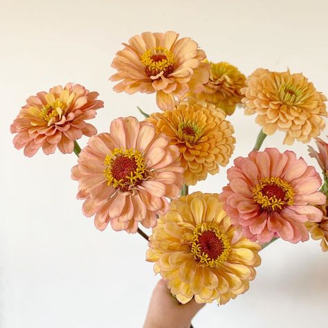 Golden Hour Flowers, Peach Zinnia, Zinnia Varieties, Zinnias Flowers, Yellow Zinnia, Orange Zinnia, Teacup Flowers, Zinnia Flower, Flower Varieties