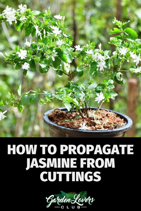 Jasmine is a popular decorative plant that produces beautiful white flowers when properly cared for and propagated. Propagating Jasmine From Cuttings, Propagating Jasmine Vine, Propagate Jasmine Plant, Jasmine Propagation, Chameli Flower, Jasmine Plant Indoor, Jasmine Tree, Outdoor Therapy, Beautiful White Flowers