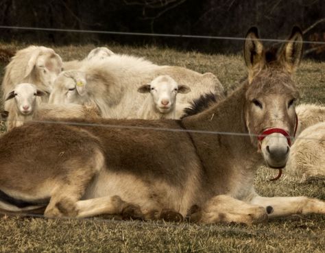 Jenny the Guard/Nanny Donkey watches over her flock Donkey Laying Down, Donkey Art, Male Horse, Female Horse, Mini Horses, Cute Donkey, A Donkey, Mini Horse, Sheep And Lamb