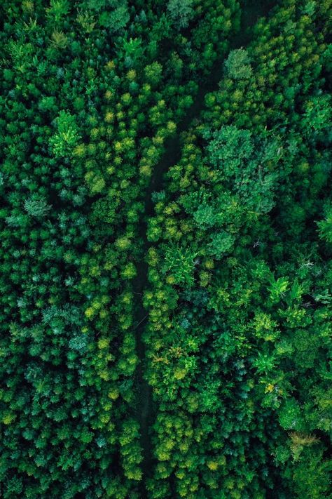 Dense Forest, Forest Canopy, Tree Canopy, Bird's Eye View, Green Forest, Green Landscape, Birds Eye View, Green Trees, Birds Eye