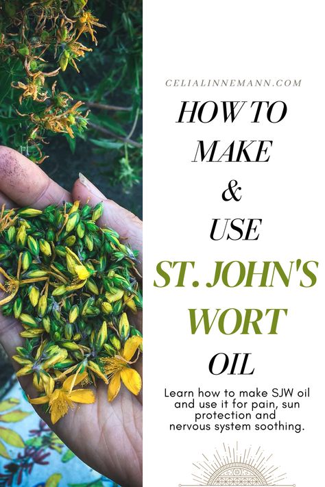 St. John's Wort Oil is so easy to make, and it is one of the most soothing remedies there is. I use St. John's Wort Oil every single day on my face for sun protection and on my body for aches, pains and nervous system soothing. St John's Wort, Medical Herbs, Essential Oils Herbs, Herbal Tinctures, Herbal Recipes, Herbal Apothecary, Natural Healing Remedies, Herbal Tea Blends, Herbs For Health