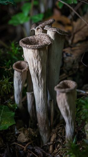 Craterellus cornucopioides Mushrooms Growing, Lichen Moss, Mushroom Pictures, Slime Mould, Plant Fungus, Edible Mushrooms, Mushroom Fungi, Airbrush Art, Forest Floor