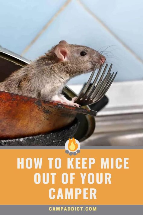 Mice Prevention, How To Deter Mice, Living In An Rv, Rv Gear, Getting Rid Of Mice, Foil Dinners, Rv Camping Tips, Rv Cover, Rv Hacks